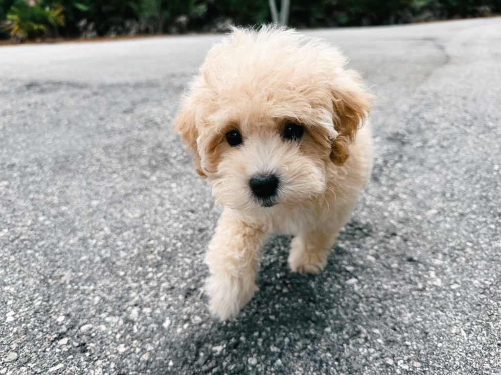 Maltipoo Pup Being Cute