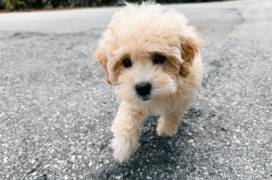 Maltipoo Pup Being Cute