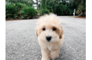 Maltipoo Pup Being Cute