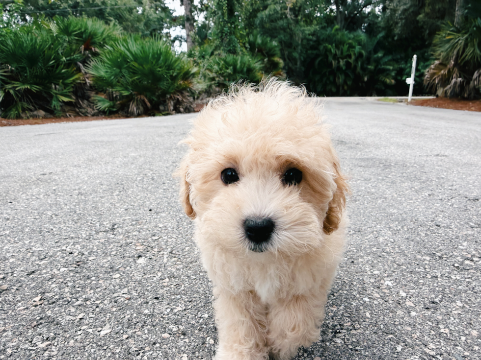 Maltipoo Pup Being Cute