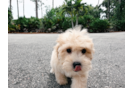 Maltipoo Pup Being Cute