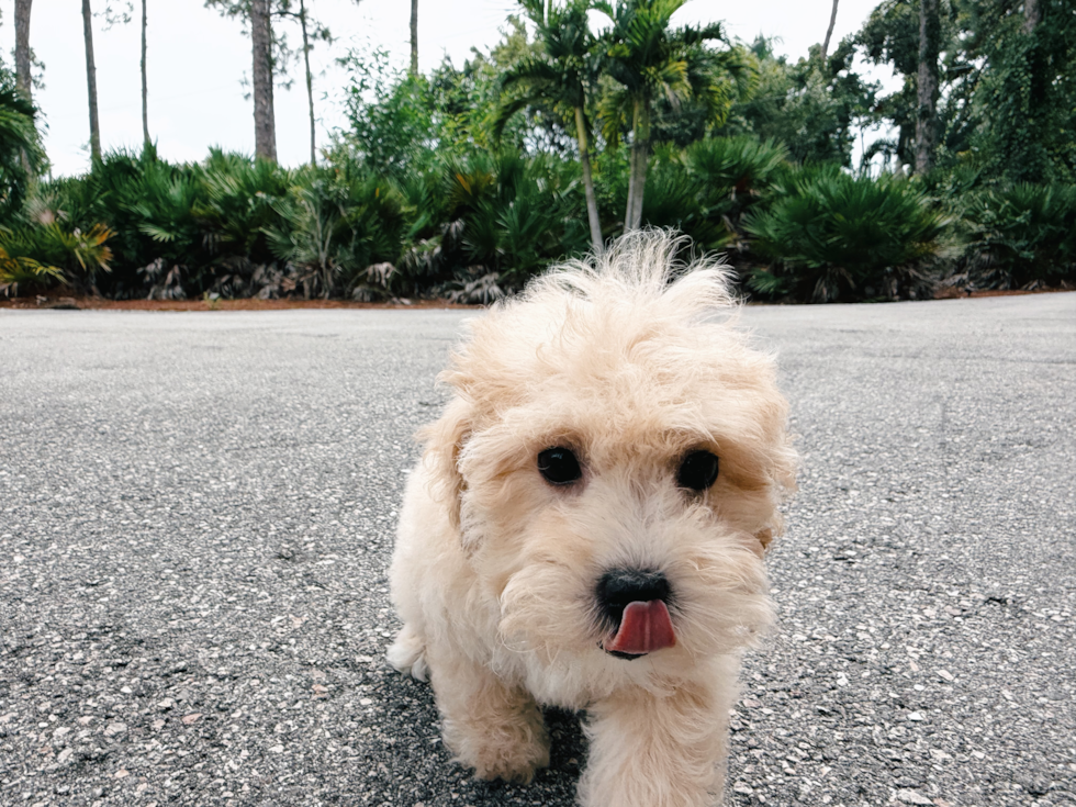 Maltipoo Pup Being Cute