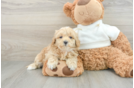 Maltipoo Puppy for Adoption