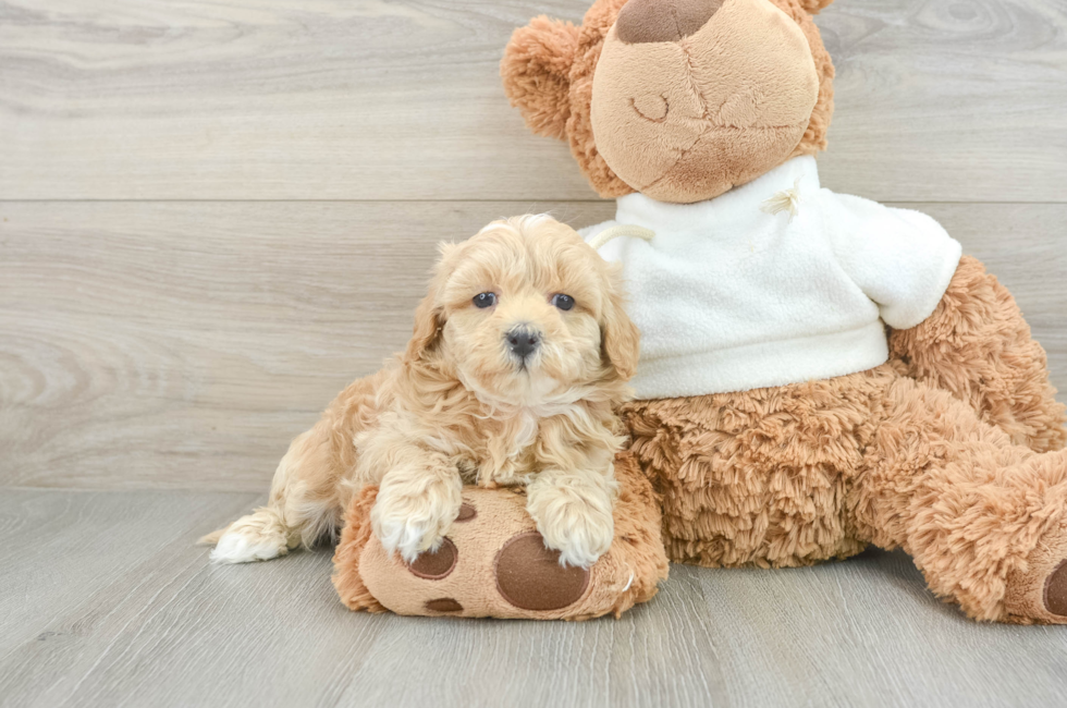 8 week old Maltipoo Puppy For Sale - Seaside Pups