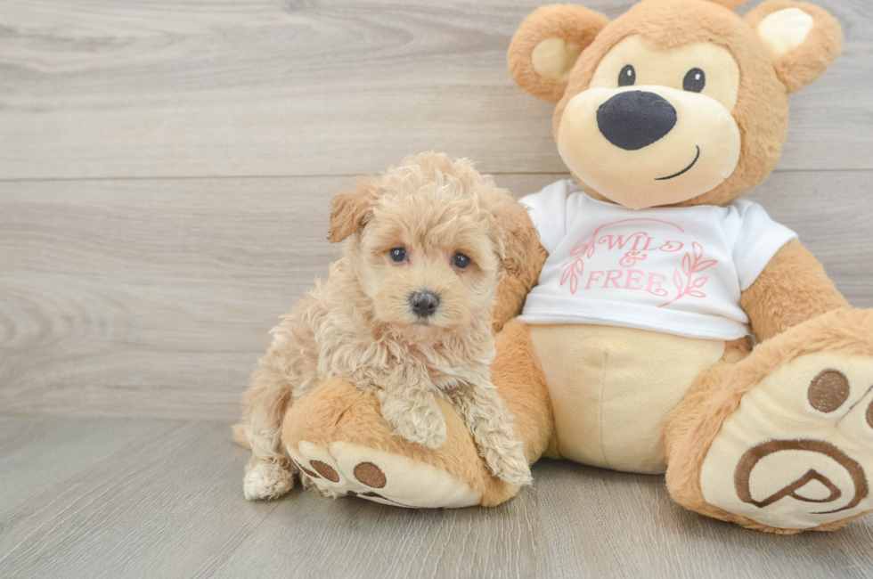 5 week old Maltipoo Puppy For Sale - Seaside Pups