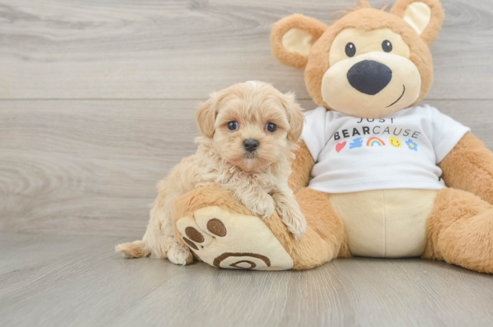5 week old Maltipoo Puppy For Sale - Seaside Pups