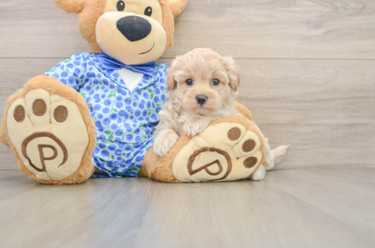 JONAH, a Maltipoo littermate