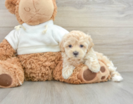 8 week old Maltipoo Puppy For Sale - Seaside Pups