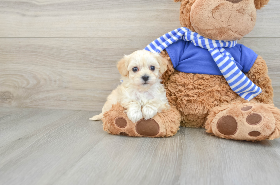 6 week old Maltipoo Puppy For Sale - Seaside Pups