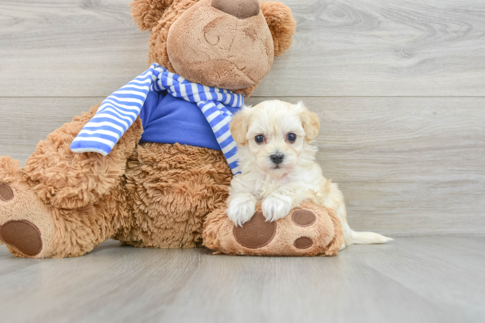 Maltipoo Pup Being Cute