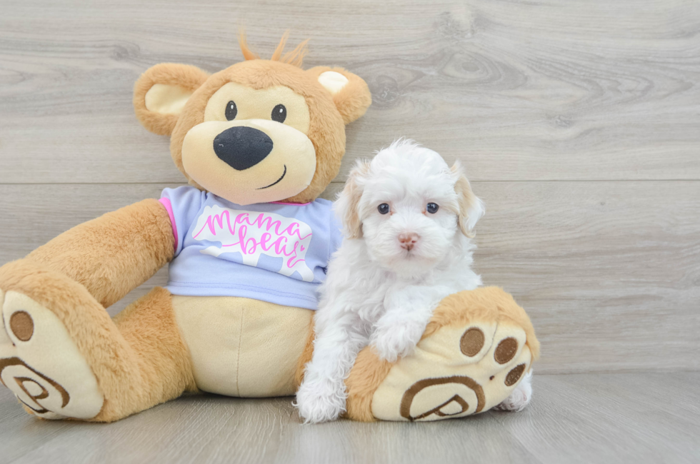 5 week old Maltipoo Puppy For Sale - Seaside Pups