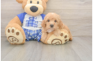 Happy Maltipoo Baby