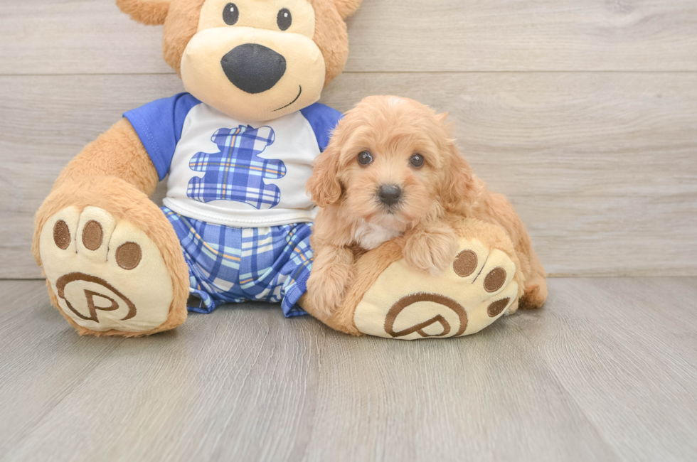 6 week old Maltipoo Puppy For Sale - Seaside Pups