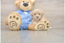 Best Maltipoo Baby