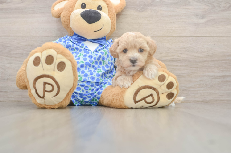 5 week old Maltipoo Puppy For Sale - Seaside Pups