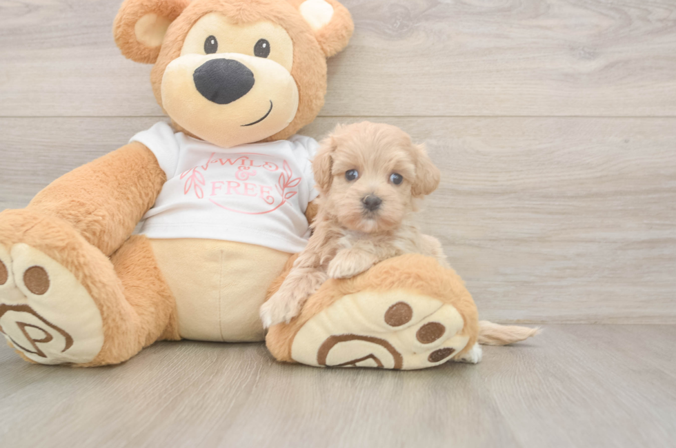 5 week old Maltipoo Puppy For Sale - Seaside Pups