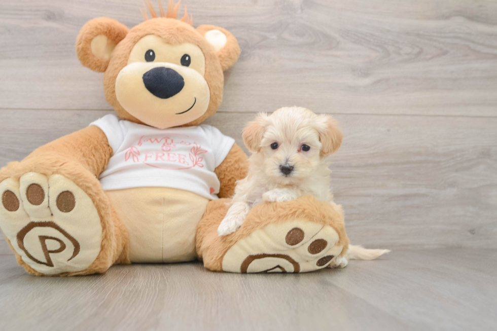 Maltipoo Pup Being Cute