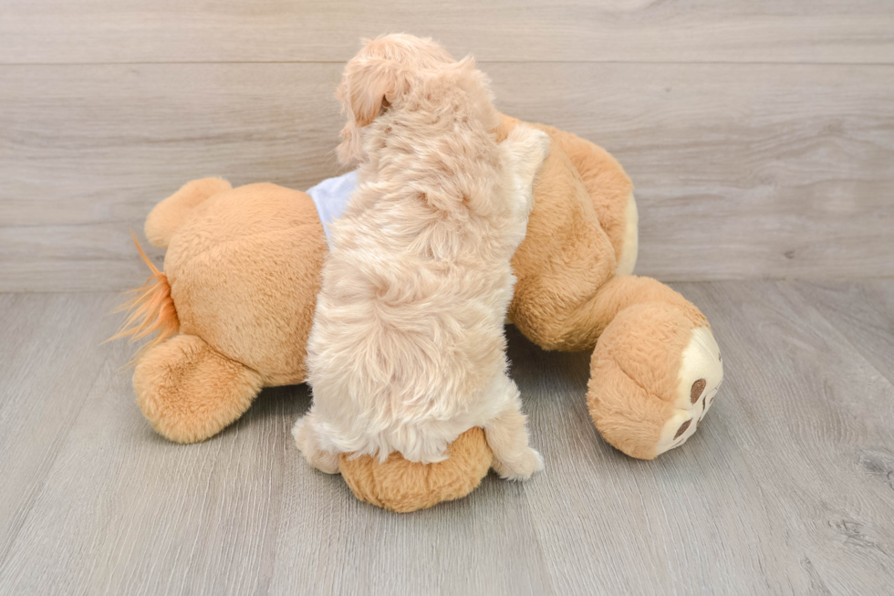 Best Maltipoo Baby