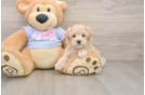 Sweet Maltipoo Baby