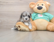 8 week old Maltipoo Puppy For Sale - Seaside Pups