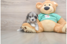 Maltipoo Pup Being Cute