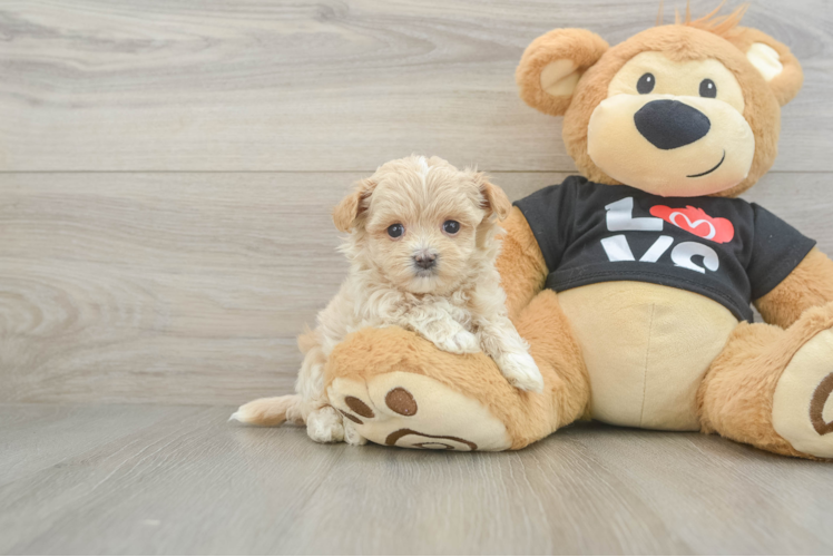 Sweet Maltipoo Baby