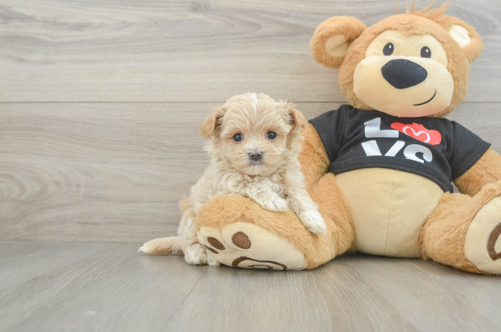 6 week old Maltipoo Puppy For Sale - Seaside Pups
