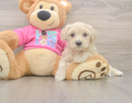 6 week old Maltipoo Puppy For Sale - Seaside Pups