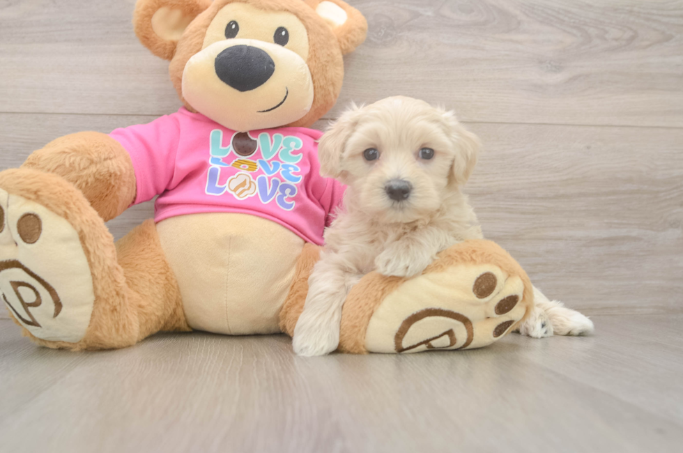 5 week old Maltipoo Puppy For Sale - Seaside Pups