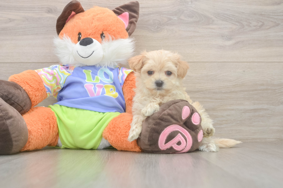 5 week old Maltipoo Puppy For Sale - Seaside Pups