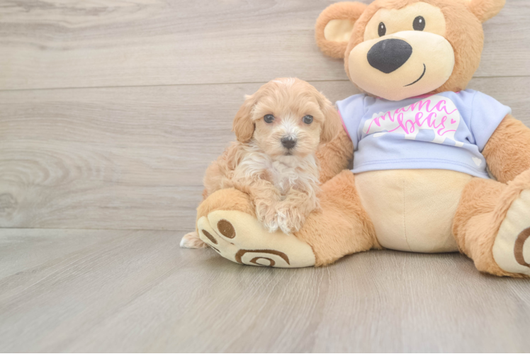 Best Maltipoo Baby