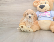 8 week old Maltipoo Puppy For Sale - Seaside Pups