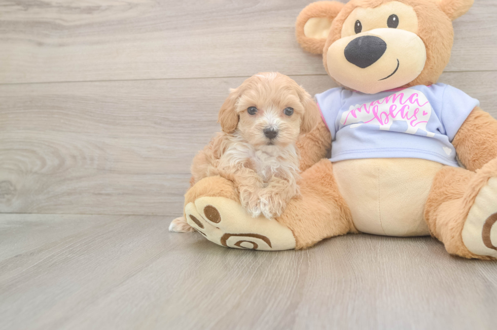 5 week old Maltipoo Puppy For Sale - Seaside Pups