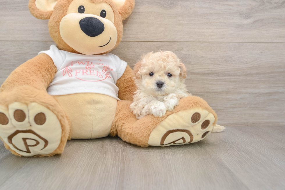 Maltipoo Puppy for Adoption