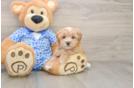 Small Maltipoo Baby