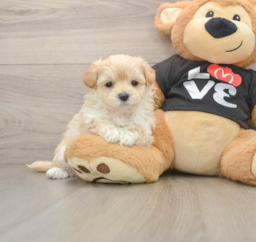 8 week old Maltipoo Puppy For Sale - Seaside Pups