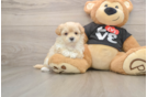 Maltipoo Puppy for Adoption