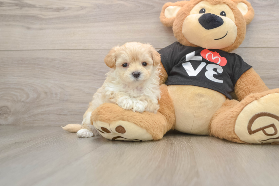 Maltipoo Puppy for Adoption