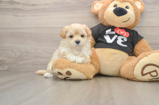 Maltipoo Puppy for Adoption