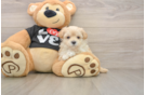 Maltipoo Puppy for Adoption
