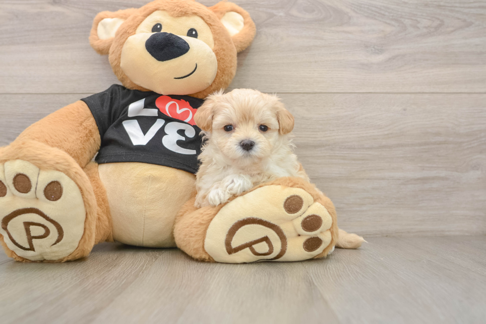Maltipoo Puppy for Adoption