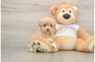 Popular Maltipoo Poodle Mix Pup