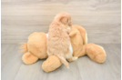 Funny Maltipoo Poodle Mix Pup