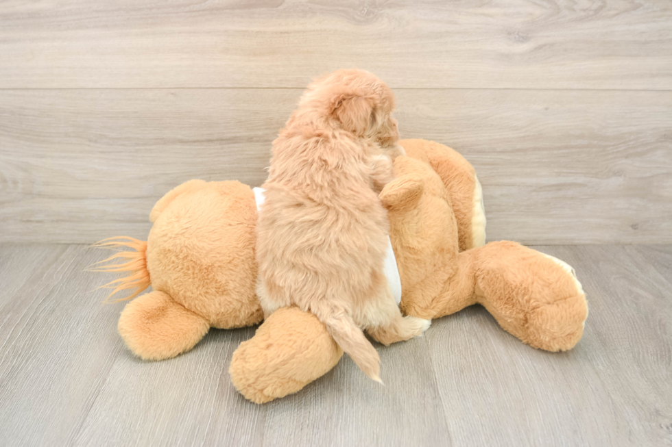 Funny Maltipoo Poodle Mix Pup