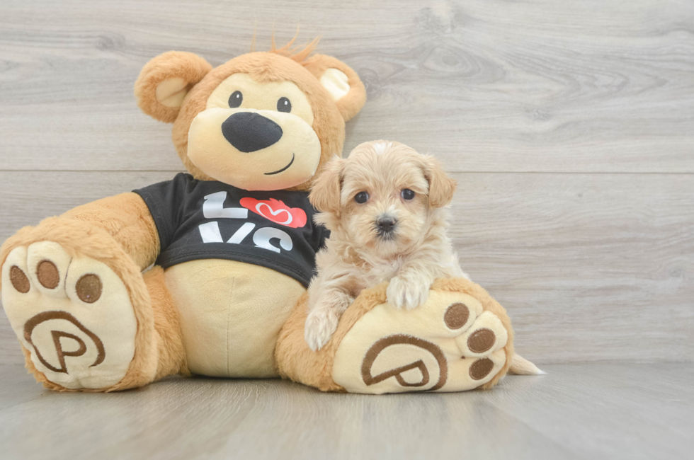 6 week old Maltipoo Puppy For Sale - Seaside Pups