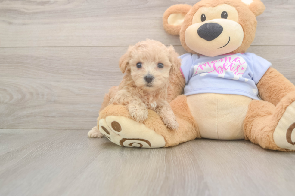 Funny Maltipoo Poodle Mix Pup