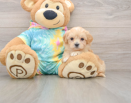 8 week old Maltipoo Puppy For Sale - Seaside Pups