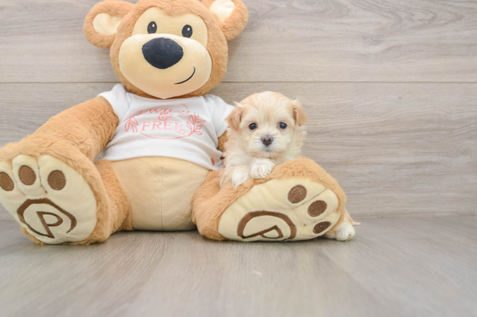 Energetic Malt a Poo Poodle Mix Puppy