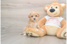 Maltipoo Puppy for Adoption