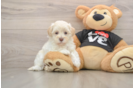 Best Maltipoo Baby